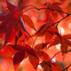 Illustration for article titled 40 Stunning Photos Of Fall Foliage